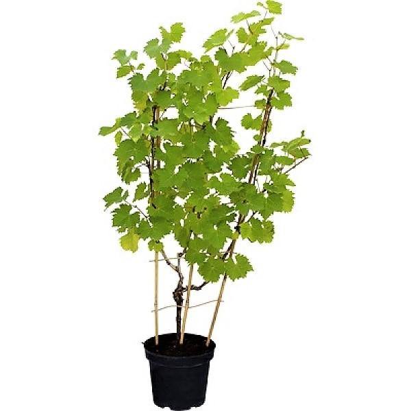 Grapes Vine, Vitis Vinifera, العنب فاين - www.FOP.ae Buy online Best and Healthy Plants and quality products guarantee in Dubai Plants Shop in Dubai Abu Dhabi all over UAE Plants near me Fresh Plants in Dubai where to buy plants in UAE - FOP.ae