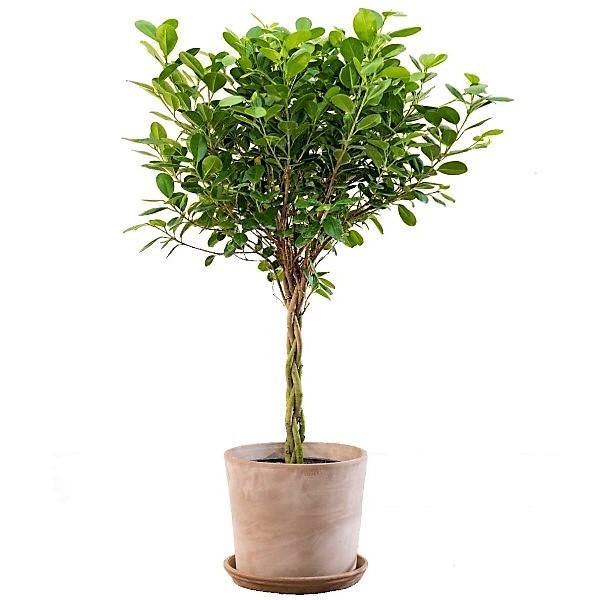 Ficus diversifolia twisted trunk topiary - www.FOP.ae Buy online Best and Healthy Plants and quality products guarantee in Dubai Plants Shop in Dubai Abu Dhabi all over UAE Plants near me Fresh Plants in Dubai where to buy plants in UAE - FOP.ae