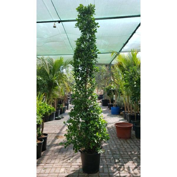 Ficus Diversifolia Cone Shape - www.FOP.ae Buy online Best and Healthy Plants and quality products guarantee in Dubai Plants Shop in Dubai Abu Dhabi all over UAE Plants near me Fresh Plants in Dubai where to buy plants in UAE - FOP.ae