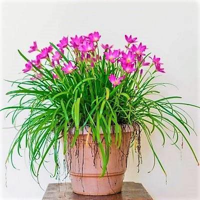 Rain Lily, Zephyr Lily, Zephyranthes Grandiflora, Lilly - www.FOP.ae Buy online Best and Healthy Plants and quality products guarantee in Dubai Plants Shop in Dubai Abu Dhabi all over UAE Plants near me Fresh Plants in Dubai where to buy plants in UAE - FOP.ae