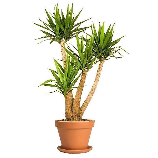 Yucca Elephantipes, Spineless Yucca, Giant Yucca - www.FOP.ae Buy online Best and Healthy Plants and quality products guarantee in Dubai Plants Shop in Dubai Abu Dhabi all over UAE Plants near me Fresh Plants in Dubai where to buy plants in UAE - FOP.ae