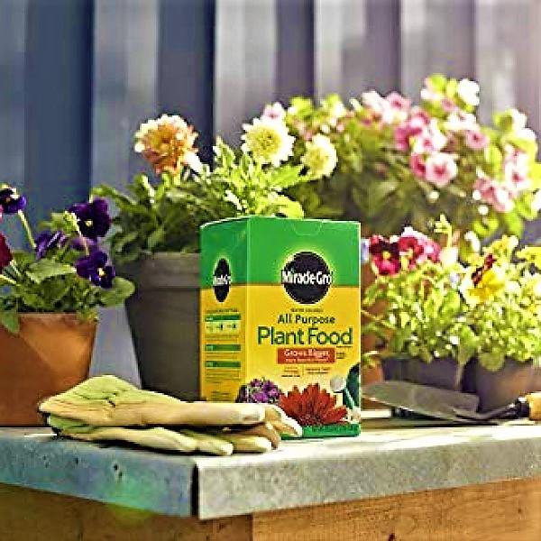 Miracle-Gro Water Soluble All Purpose Plant Food - www.FOP.ae Buy online Best and Healthy Plants and quality products guarantee in Dubai Plants Shop in Dubai Abu Dhabi all over UAE Plants near me Fresh Plants in Dubai where to buy plants in UAE - FOP.ae