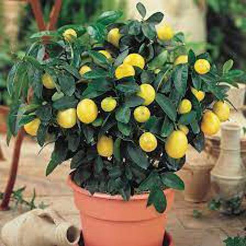 Lemon Tree, Citrus Lemon - www.FOP.ae Buy online Best and Healthy Plants and quality products guarantee in Dubai Plants Shop in Dubai Abu Dhabi all over UAE Plants near me Fresh Plants in Dubai where to buy plants in UAE - FOP.ae