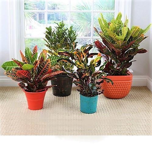 Codiaeum Iceton, Codiaeum Variegatum, Croton - www.FOP.ae Buy online Best and Healthy Plants and quality products guarantee in Dubai Plants Shop in Dubai Abu Dhabi all over UAE Plants near me Fresh Plants in Dubai where to buy plants in UAE - FOP.ae