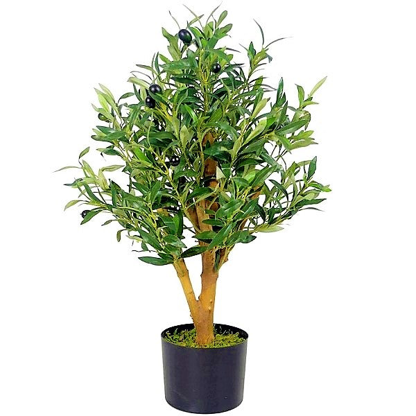 Olive Tree, Olea Europaea - www.FOP.ae Buy online Best and Healthy Plants and quality products guarantee in Dubai Plants Shop in Dubai Abu Dhabi all over UAE Plants near me Fresh Plants in Dubai where to buy plants in UAE - FOP.ae
