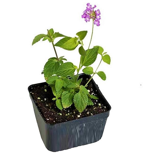 Lantana Montevidensis Purple, Trailing lantana - www.FOP.ae Buy online Best and Healthy Plants and quality products guarantee in Dubai Plants Shop in Dubai Abu Dhabi all over UAE Plants near me Fresh Plants in Dubai where to buy plants in UAE - FOP.ae
