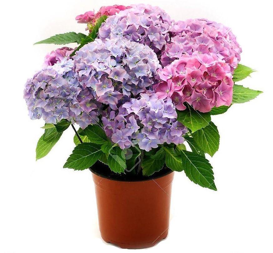 Hydrangea Mix - www.FOP.ae Buy online Best and Healthy Plants and quality products guarantee in Dubai Plants Shop in Dubai Abu Dhabi all over UAE Plants near me Fresh Plants in Dubai where to buy plants in UAE - FOP.ae