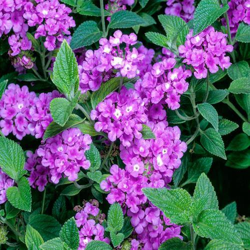 Lantana Montevidensis Purple, Trailing lantana - www.FOP.ae Buy online Best and Healthy Plants and quality products guarantee in Dubai Plants Shop in Dubai Abu Dhabi all over UAE Plants near me Fresh Plants in Dubai where to buy plants in UAE - FOP.ae
