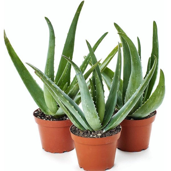 Aloe Vera, Medicina Aloe, Indoor - www.FOP.ae Buy online Best and Healthy Plants and quality products guarantee in Dubai Plants Shop in Dubai Abu Dhabi all over UAE Plants near me Fresh Plants in Dubai where to buy plants in UAE - FOP.ae