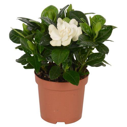 Gardenia Jasminoides, Cape Jasmine, ياسمين outdoor - www.FOP.ae Buy online Best and Healthy Plants and quality products guarantee in Dubai Plants Shop in Dubai Abu Dhabi all over UAE Plants near me Fresh Plants in Dubai where to buy plants in UAE - FOP.ae