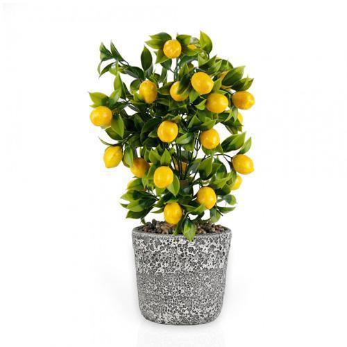 Lemon Tree, Citrus Lemon - www.FOP.ae Buy online Best and Healthy Plants and quality products guarantee in Dubai Plants Shop in Dubai Abu Dhabi all over UAE Plants near me Fresh Plants in Dubai where to buy plants in UAE - FOP.ae