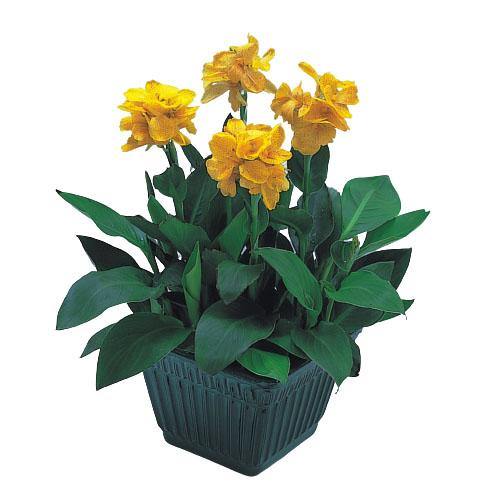 Canna indica, Canna Green - www.FOP.ae Buy online Best and Healthy Plants and quality products guarantee in Dubai Plants Shop in Dubai Abu Dhabi all over UAE Plants near me Fresh Plants in Dubai where to buy plants in UAE - FOP.ae