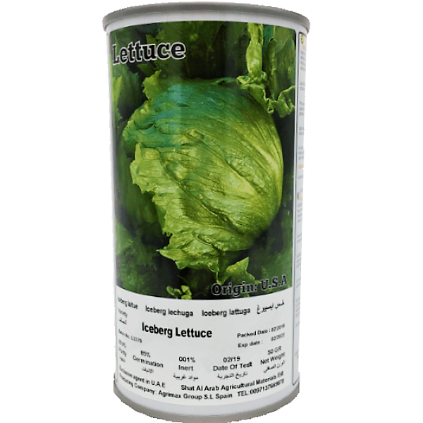 Iceberg Lettuce Seeds Tin - www.FOP.ae Buy online Best and Healthy Plants and quality products guarantee in Dubai Plants Shop in Dubai Abu Dhabi all over UAE Plants near me Fresh Plants in Dubai where to buy plants in UAE - FOP.ae