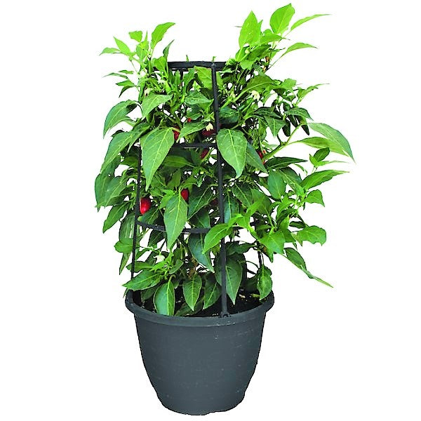 Hot Chili Plant - www.FOP.ae Buy online Best and Healthy Plants and quality products guarantee in Dubai Plants Shop in Dubai Abu Dhabi all over UAE Plants near me Fresh Plants in Dubai where to buy plants in UAE - FOP.ae