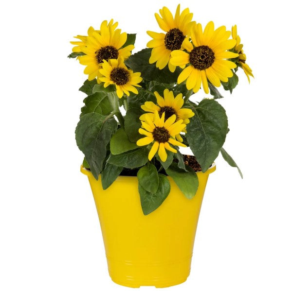 Ornamental Sunflower, Helianthus Annuus - www.FOP.ae Buy online Best and Healthy Plants and quality products guarantee in Dubai Plants Shop in Dubai Abu Dhabi all over UAE Plants near me Fresh Plants in Dubai where to buy plants in UAE - FOP.ae