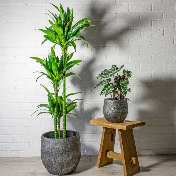 Dracaena fragrans, Janet Craig - www.FOP.ae Buy online Best and Healthy Plants and quality products guarantee in Dubai Plants Shop in Dubai Abu Dhabi all over UAE Plants near me Fresh Plants in Dubai where to buy plants in UAE - FOP.ae