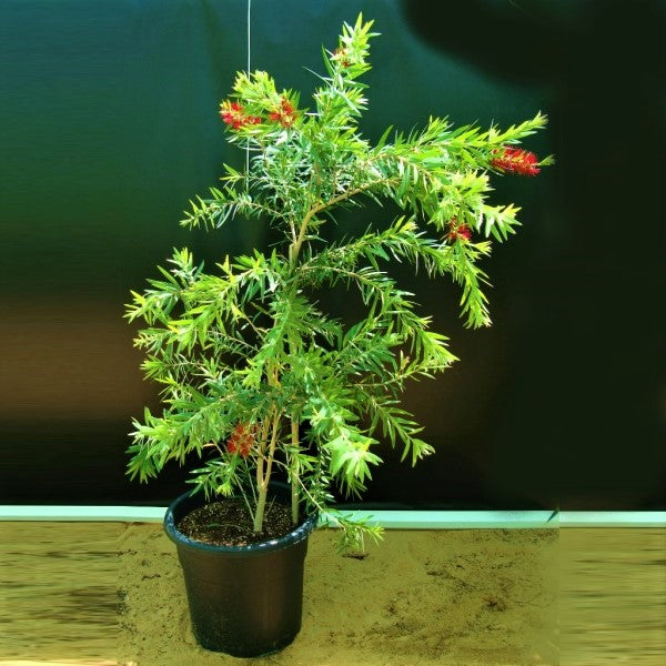 Callistemon Viminalis, Bottle Brush - www.FOP.ae Buy online Best and Healthy Plants and quality products guarantee in Dubai Plants Shop in Dubai Abu Dhabi all over UAE Plants near me Fresh Plants in Dubai where to buy plants in UAE - FOP.ae
