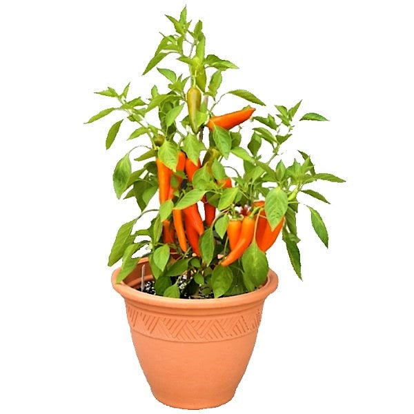 Hot Chili Plant - www.FOP.ae Buy online Best and Healthy Plants and quality products guarantee in Dubai Plants Shop in Dubai Abu Dhabi all over UAE Plants near me Fresh Plants in Dubai where to buy plants in UAE - FOP.ae