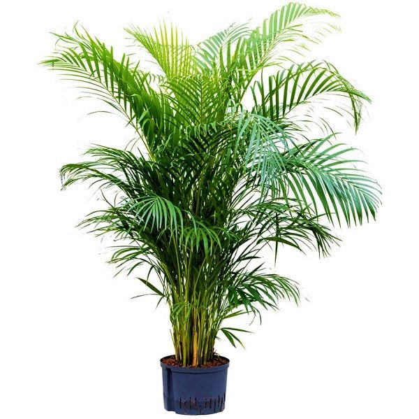 Areca Palm , Chrysalidocarpus lutescens (Indoor) - www.FOP.ae Buy online Best and Healthy Plants and quality products guarantee in Dubai Plants Shop in Dubai Abu Dhabi all over UAE Plants near me Fresh Plants in Dubai where to buy plants in UAE - FOP.ae