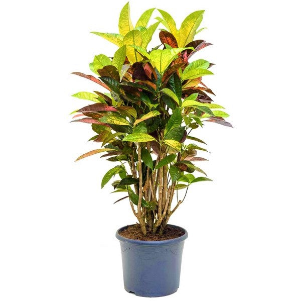 Codiaeum Iceton, Codiaeum Variegatum, Croton - www.FOP.ae Buy online Best and Healthy Plants and quality products guarantee in Dubai Plants Shop in Dubai Abu Dhabi all over UAE Plants near me Fresh Plants in Dubai where to buy plants in UAE - FOP.ae