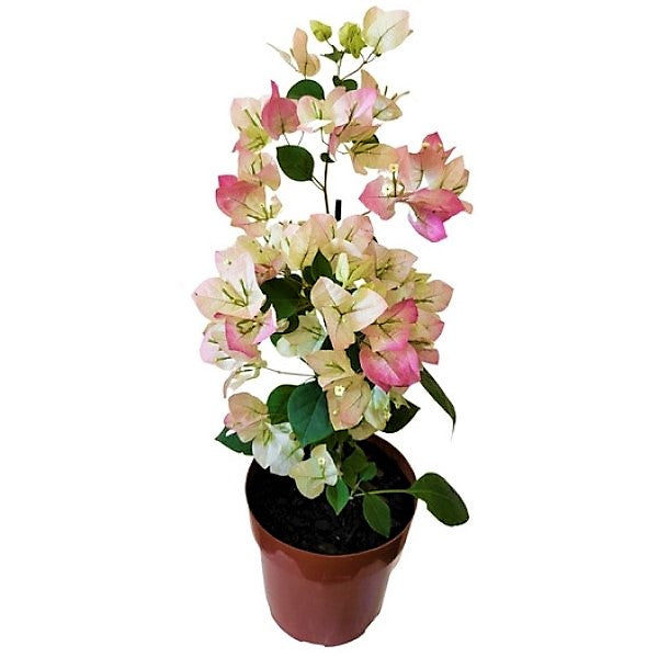 Bougainvillea Cocoice, Coconut Ice - www.FOP.ae Buy online Best and Healthy Plants and quality products guarantee in Dubai Plants Shop in Dubai Abu Dhabi all over UAE Plants near me Fresh Plants in Dubai where to buy plants in UAE - FOP.ae