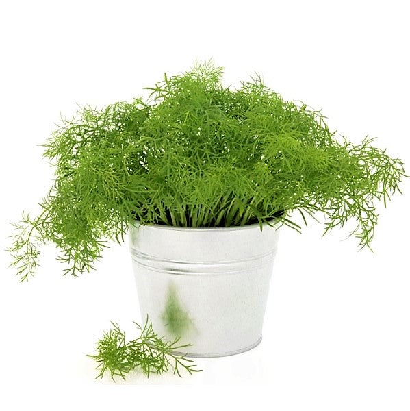 Dill Plant, Anethum Graveolens - www.FOP.ae Buy online Best and Healthy Plants and quality products guarantee in Dubai Plants Shop in Dubai Abu Dhabi all over UAE Plants near me Fresh Plants in Dubai where to buy plants in UAE - FOP.ae