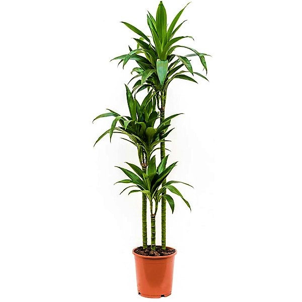 Dracaena fragrans, Janet Craig - www.FOP.ae Buy online Best and Healthy Plants and quality products guarantee in Dubai Plants Shop in Dubai Abu Dhabi all over UAE Plants near me Fresh Plants in Dubai where to buy plants in UAE - FOP.ae