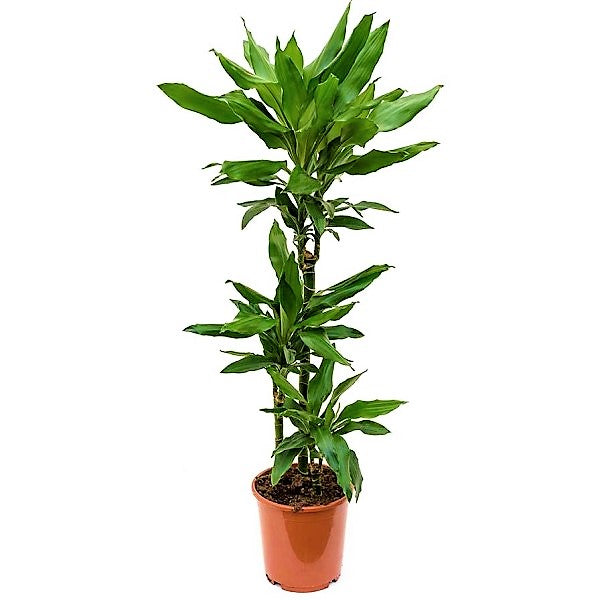 Dracaena fragrans, Janet Craig - www.FOP.ae Buy online Best and Healthy Plants and quality products guarantee in Dubai Plants Shop in Dubai Abu Dhabi all over UAE Plants near me Fresh Plants in Dubai where to buy plants in UAE - FOP.ae