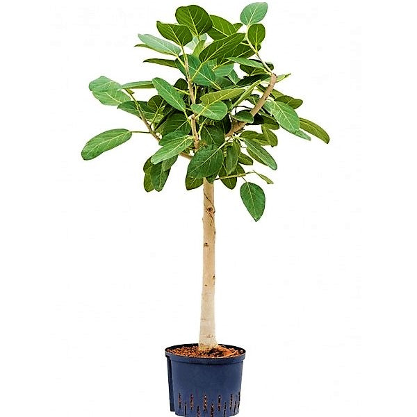 Ficus Benghalensis, Banyan Fig - www.FOP.ae Buy online Best and Healthy Plants and quality products guarantee in Dubai Plants Shop in Dubai Abu Dhabi all over UAE Plants near me Fresh Plants in Dubai where to buy plants in UAE - FOP.ae