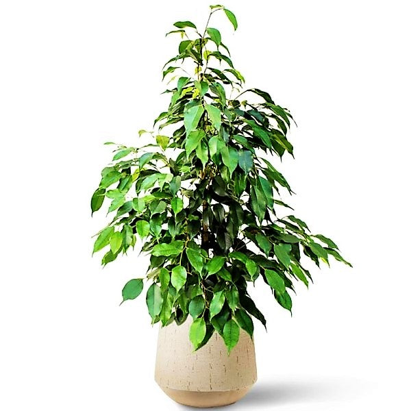 Ficus Benjamin Danielle, Weeping Fig - www.FOP.ae Buy online Best and Healthy Plants and quality products guarantee in Dubai Plants Shop in Dubai Abu Dhabi all over UAE Plants near me Fresh Plants in Dubai where to buy plants in UAE - FOP.ae