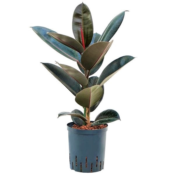 Ficus elastic Abidjan, Rubber Plant - www.FOP.ae Buy online Best and Healthy Plants and quality products guarantee in Dubai Plants Shop in Dubai Abu Dhabi all over UAE Plants near me Fresh Plants in Dubai where to buy plants in UAE - FOP.ae