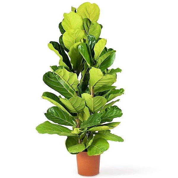 Ficus Lyrata, Fiddle Leaf Fig - www.FOP.ae Buy online Best and Healthy Plants and quality products guarantee in Dubai Plants Shop in Dubai Abu Dhabi all over UAE Plants near me Fresh Plants in Dubai where to buy plants in UAE - FOP.ae