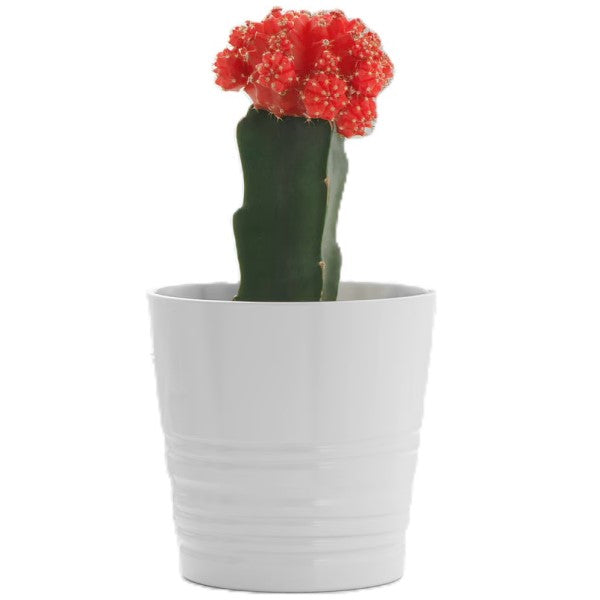 Gymnocalycium small 10-15cm