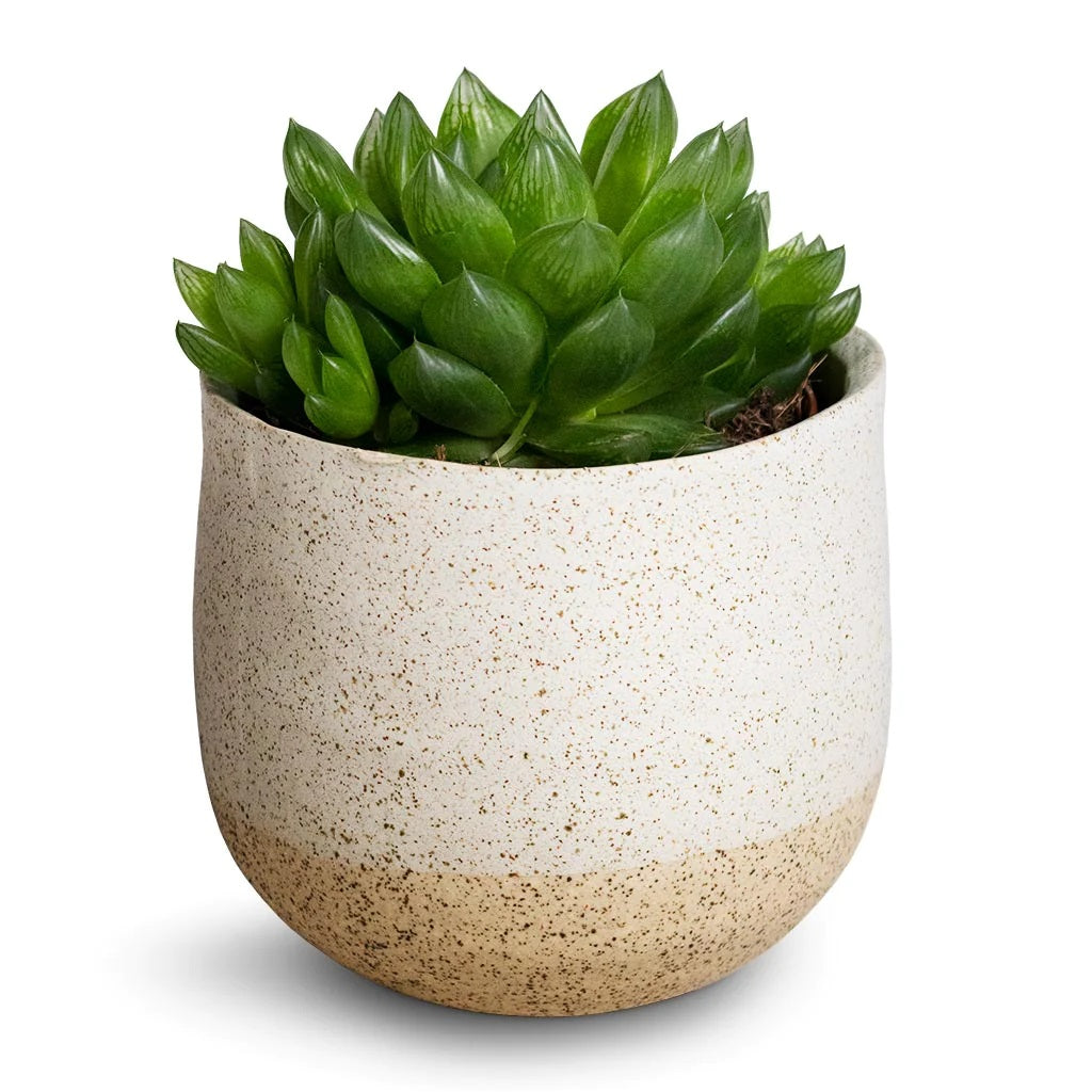 Haworthia Cooperi, Window Haworthia - www.FOP.ae Buy online Best and Healthy Plants and quality products guarantee in Dubai Plants Shop in Dubai Abu Dhabi all over UAE Plants near me Fresh Plants in Dubai where to buy plants in UAE - FOP.ae
