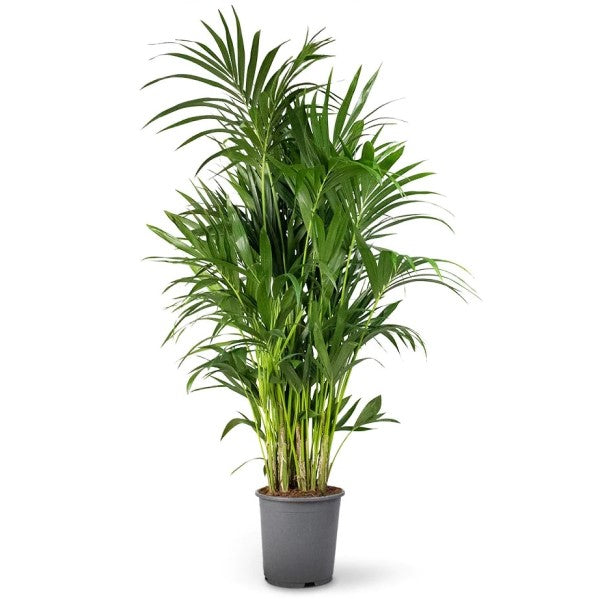 Kentia Palm, Thatch Palm, Howea forsteriana - www.FOP.ae Buy online Best and Healthy Plants and quality products guarantee in Dubai Plants Shop in Dubai Abu Dhabi all over UAE Plants near me Fresh Plants in Dubai where to buy plants in UAE - FOP.ae