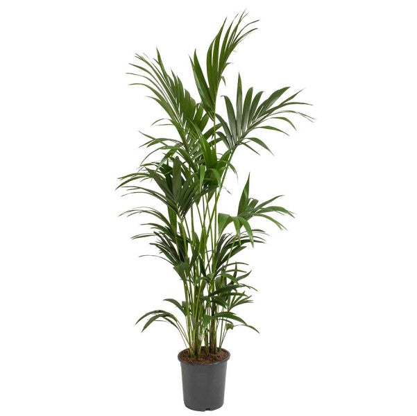 Kentia Palm, Thatch Palm, Howea forsteriana - www.FOP.ae Buy online Best and Healthy Plants and quality products guarantee in Dubai Plants Shop in Dubai Abu Dhabi all over UAE Plants near me Fresh Plants in Dubai where to buy plants in UAE - FOP.ae