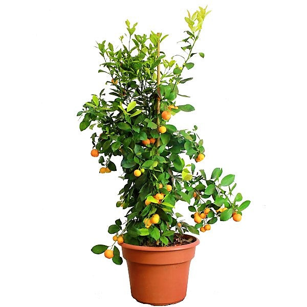 Citrus Microcarpa, Calamansi Citrus - www.FOP.ae Buy online Best and Healthy Plants and quality products guarantee in Dubai Plants Shop in Dubai Abu Dhabi all over UAE Plants near me Fresh Plants in Dubai where to buy plants in UAE - FOP.ae