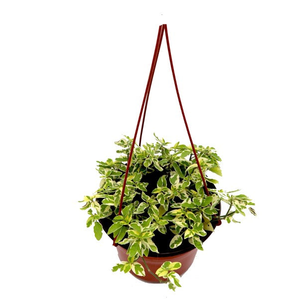 Asystasia Gangetica, Chinese Violet - www.FOP.ae Buy online Best and Healthy Plants and quality products guarantee in Dubai Plants Shop in Dubai Abu Dhabi all over UAE Plants near me Fresh Plants in Dubai where to buy plants in UAE - FOP.ae