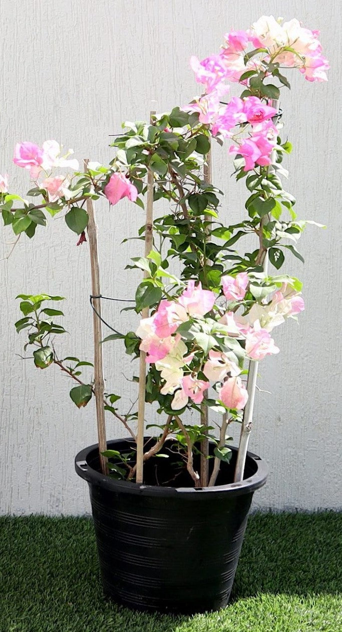 Bougainvillea Cocoice, Coconut Ice - www.FOP.ae Buy online Best and Healthy Plants and quality products guarantee in Dubai Plants Shop in Dubai Abu Dhabi all over UAE Plants near me Fresh Plants in Dubai where to buy plants in UAE - FOP.ae