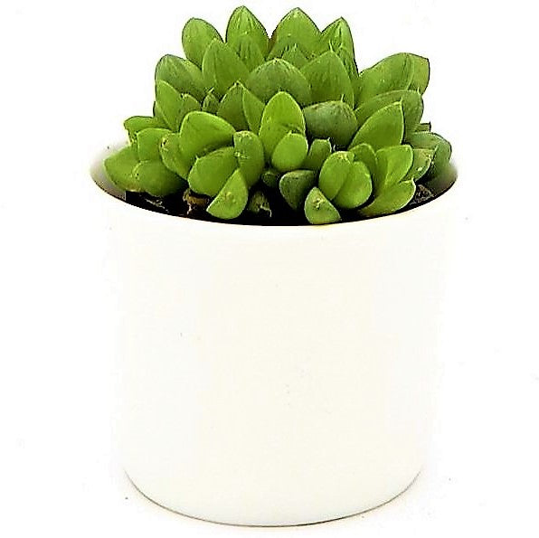 Haworthia Cooperi, Window Haworthia - www.FOP.ae Buy online Best and Healthy Plants and quality products guarantee in Dubai Plants Shop in Dubai Abu Dhabi all over UAE Plants near me Fresh Plants in Dubai where to buy plants in UAE - FOP.ae