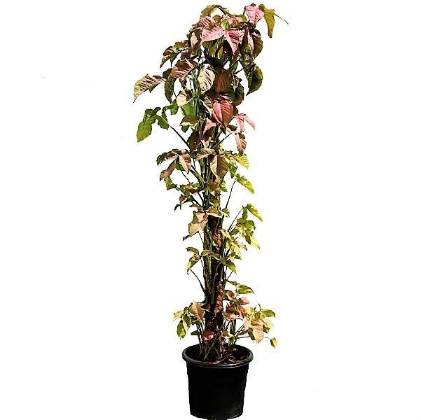 Syngonium Podophyllum, Red Heart - www.FOP.ae Buy online Best and Healthy Plants and quality products guarantee in Dubai Plants Shop in Dubai Abu Dhabi all over UAE Plants near me Fresh Plants in Dubai where to buy plants in UAE - FOP.ae