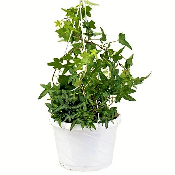Hedera helix, English Ivy - www.FOP.ae Buy online Best and Healthy Plants and quality products guarantee in Dubai Plants Shop in Dubai Abu Dhabi all over UAE Plants near me Fresh Plants in Dubai where to buy plants in UAE - FOP.ae