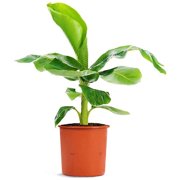 Musa paradisiaca, Banana Tree - www.FOP.ae Buy online Best and Healthy Plants and quality products guarantee in Dubai Plants Shop in Dubai Abu Dhabi all over UAE Plants near me Fresh Plants in Dubai where to buy plants in UAE - FOP.ae