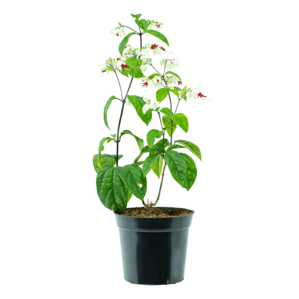 Clerodendrum Thomsoniae, Pink Bleeding Heart Vine - www.FOP.ae Buy online Best and Healthy Plants and quality products guarantee in Dubai Plants Shop in Dubai Abu Dhabi all over UAE Plants near me Fresh Plants in Dubai where to buy plants in UAE - FOP.ae