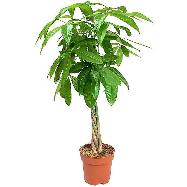 Pachira Aquatica, Money Tree (Twisted Trunk) - www.FOP.ae Buy online Best and Healthy Plants and quality products guarantee in Dubai Plants Shop in Dubai Abu Dhabi all over UAE Plants near me Fresh Plants in Dubai where to buy plants in UAE - FOP.ae