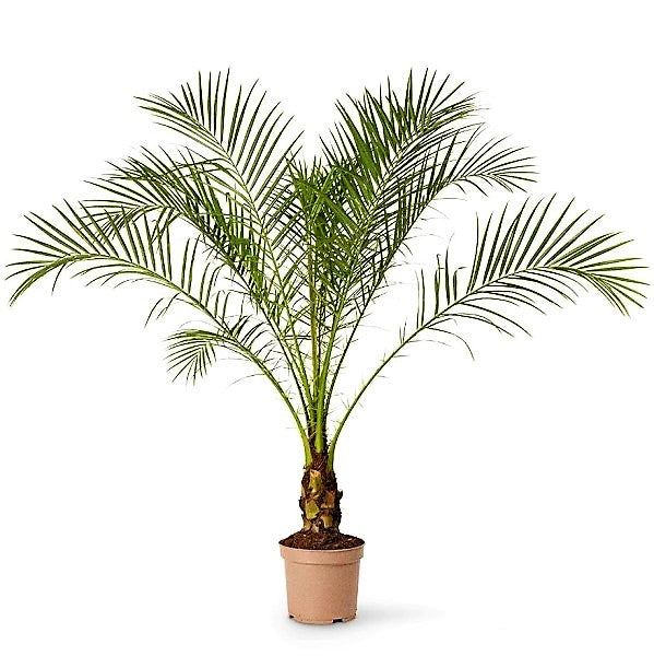 Phoenix Roebelenii, Miniature Date Palm, Dwarf Pygmy Date palm - www.FOP.ae Buy online Best and Healthy Plants and quality products guarantee in Dubai Plants Shop in Dubai Abu Dhabi all over UAE Plants near me Fresh Plants in Dubai where to buy plants in UAE - FOP.ae