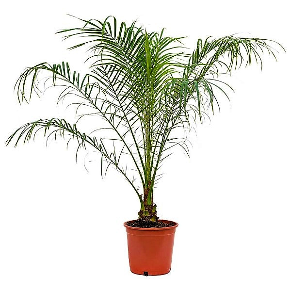 Phoenix Roebelenii, Miniature Date Palm, Dwarf Pygmy Date palm - www.FOP.ae Buy online Best and Healthy Plants and quality products guarantee in Dubai Plants Shop in Dubai Abu Dhabi all over UAE Plants near me Fresh Plants in Dubai where to buy plants in UAE - FOP.ae