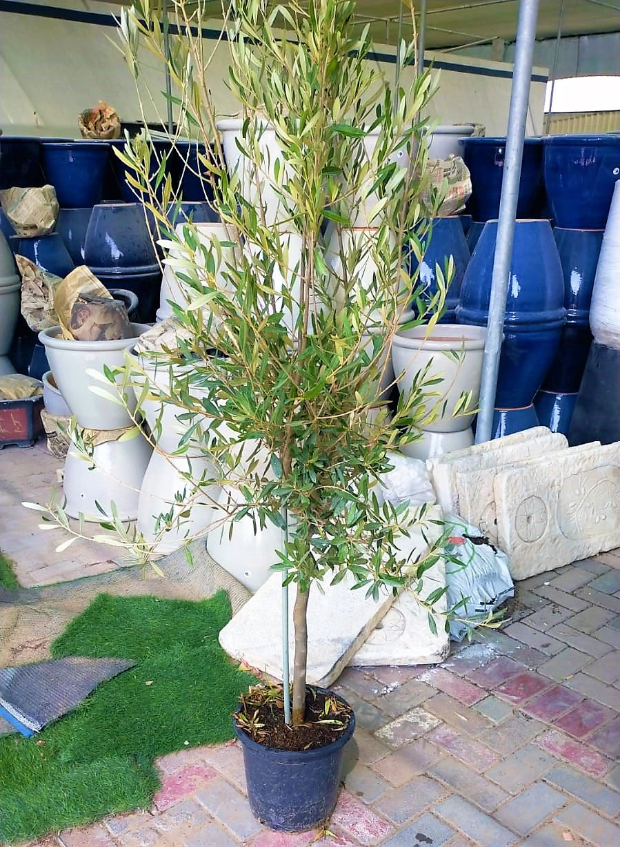 Olive Tree, Olea Europaea - www.FOP.ae Buy online Best and Healthy Plants and quality products guarantee in Dubai Plants Shop in Dubai Abu Dhabi all over UAE Plants near me Fresh Plants in Dubai where to buy plants in UAE - FOP.ae
