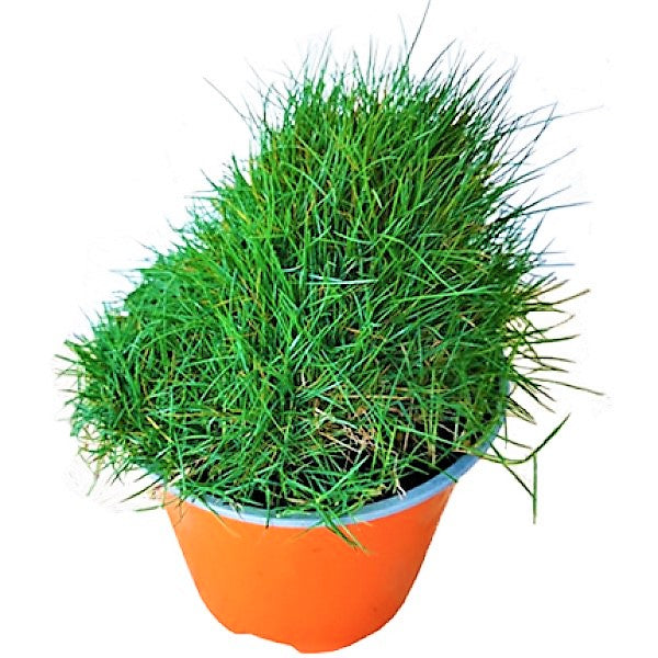 Zoysia Japonica, Korean Lawn Grass - www.FOP.ae Buy online Best and Healthy Plants and quality products guarantee in Dubai Plants Shop in Dubai Abu Dhabi all over UAE Plants near me Fresh Plants in Dubai where to buy plants in UAE - FOP.ae