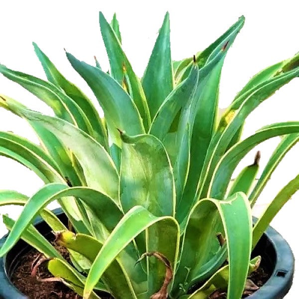 Agave Attenuata, Spineless Century Plant - www.FOP.ae Buy online Best and Healthy Plants and quality products guarantee in Dubai Plants Shop in Dubai Abu Dhabi all over UAE Plants near me Fresh Plants in Dubai where to buy plants in UAE - FOP.ae